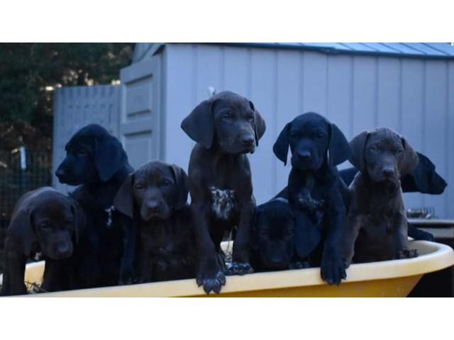 German Shorthaired Pointer Pups In Anna Collin County Texas