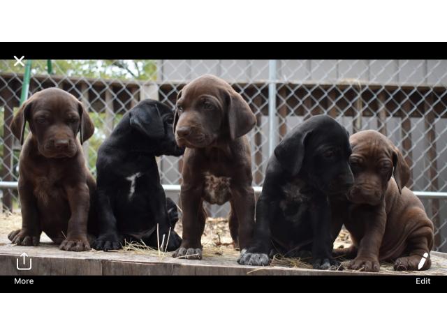 German Shorthaired Pointer Pups In Anna Collin County Texas