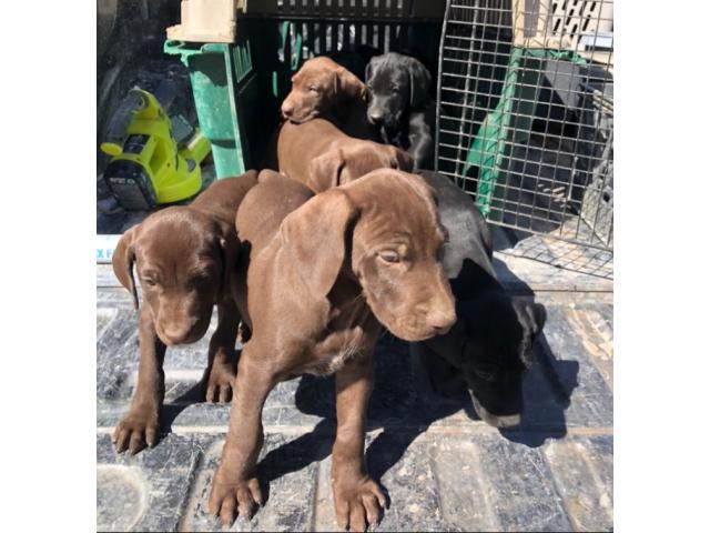 German Shorthaired Pointer Pups In Anna Collin County Texas